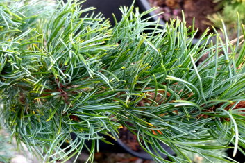 Pinus parviflora Bergman