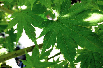 Acer pseudosieboldianum Northern Spotlight