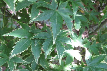 Acer palmatum Nishiki gasane