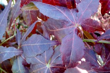 Acer palmatum Red Rugose