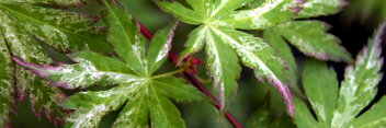 Acer palmatum Tsuru no mai