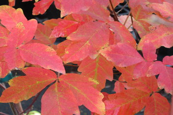 Acer griseum (Paper Bark Maple)