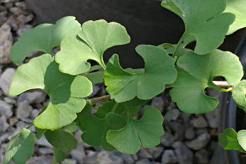 Ginkgo biloba Pine Glen Dwarf