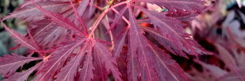 Acer palmatum Sherwood Elfin