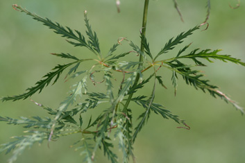 Acer palmatum Demi Sec