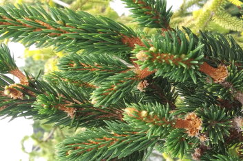 Picea abies Hillside Upright