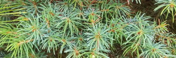 z Conifer Picea glauca Sanders Blue