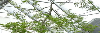 Acer palmatum Contorta