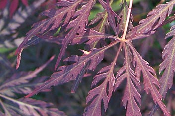 Acer palmatum Pendulum Julian