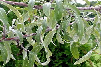 Pyrus salicifolia Pendula