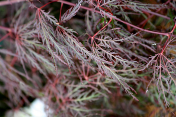 Acer palmatum Red Spider Web