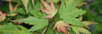 Acer palmatum Coonara Pygmy