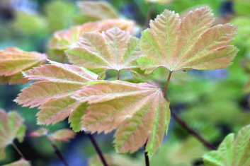 Acer circinatum Sunglow