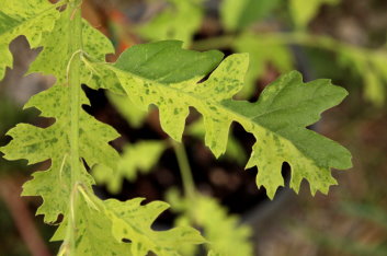 Quercus cerris Aurea Marmorata