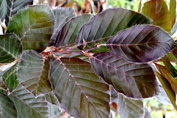 Fagus sylvatica Dawyck Purpurea