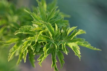 Acer palmatum Shishigashira