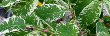 z Zelkova serrata Goshiki