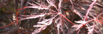 Acer palmatum Dark Straw