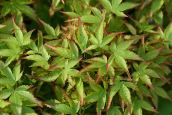 Acer palmatum Shishi yatsubusa