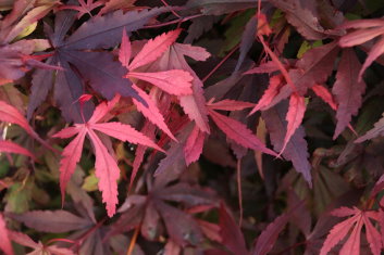 Acer palmatum Fireball