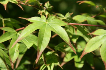 Acer palmatum Saku