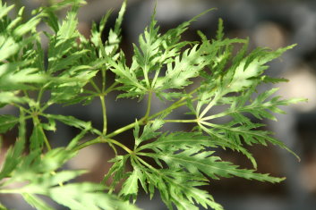 Acer palmatum Diane's Dissectum