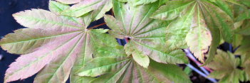 Acer japonicum Giant Moon