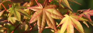 Acer palmatum Otome zakura