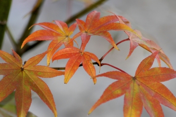 Acer palmatum Fujiyama