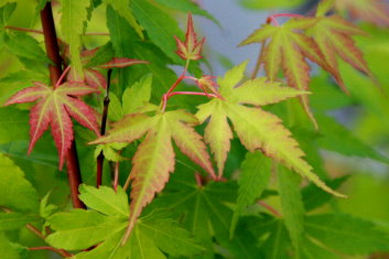 Acer palmatum Katsura