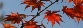 Acer sieboldianum Sode-no-uchi