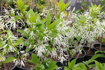 Chionanthus virginicus  (species)