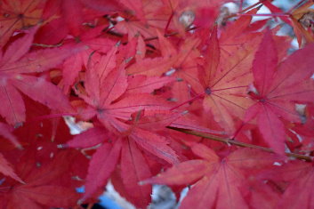 Acer palmatum Wakehurst Pink