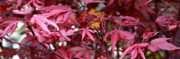 Acer palmatum Shaina