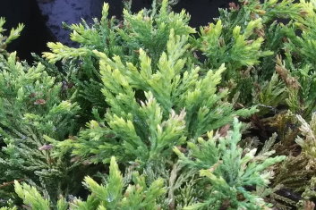 Juniperus horizontalis Mother Lode