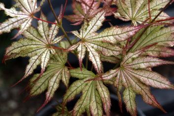 Acer palmatum White Peaches