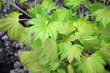 Acer shirasawanum Bashful