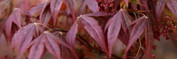 Acer palmatum Marjan