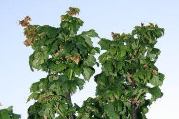 Acer circinatum Pacific Sprite