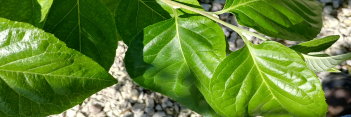 z Styrax japonicus Emerald Pagoda