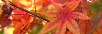 Acer palmatum Oshio beni