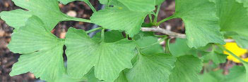 z Ginkgo biloba Folkert's Select