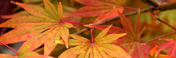 Acer palmatum Matsumurae