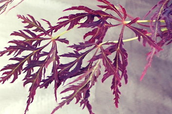 Acer palmatum Dragon's Fire