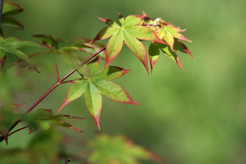 Acer palmatum Tsuma gaki