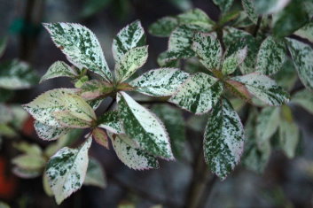 Clethra barbinervis Takaeda Nishiki