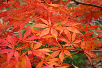 Acer palmatum Shiraname