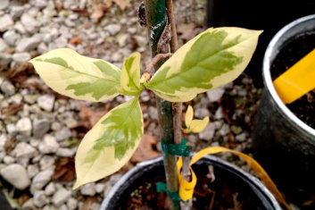 Nyssa sylvatica Sheri's Cloud