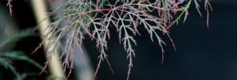 Acer palmatum Rila's Red