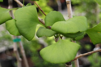 Ginkgo biloba Pragensis